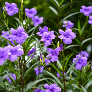 罗曼的花园矮生翠芦莉盆栽大苗耐旱耐热宿根植物庭院阳台观赏花卉