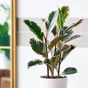 罗曼的花园 花叶橡皮树盆栽苗室内客厅北欧ins观赏绿植植物吸甲醛