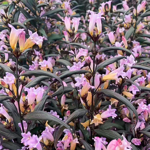 罗曼的花园紫叶马兰盆栽花苗花卉室外庭院种植耐热多年生观花观叶