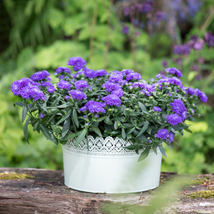 罗曼的花园翠菊盆栽花苗花卉草本植物庭院阳台观赏菊花耐寒好养活