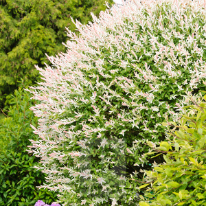 罗曼的花园彩叶杞柳盆栽苗花叶柳树耐寒耐热庭院阳台四季绿化植物