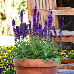 罗曼的花园林荫鼠尾草新景象新篇章系列盆栽花苗阳台庭院花卉耐寒
