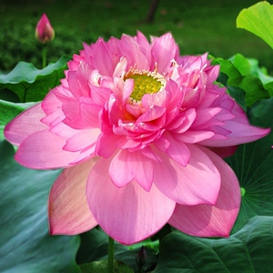 粉牡丹重瓣碗莲种藕苗子大型盆栽荷花苗室内阳台庭院鱼池四季开花