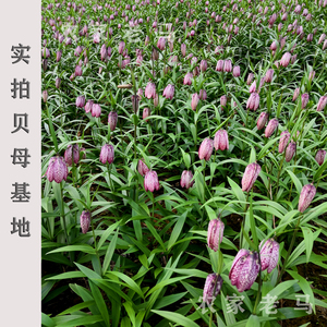 贝母种球湖北贝母种苗鄂贝母苗种球川贝母苗种球阳台庭院盆栽