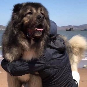 300斤高加索犬图片