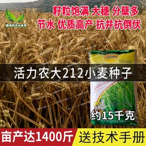 农大212小麦品种图片