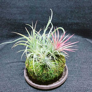 空气凤梨 红精灵丘比特 懒人无土栽培植物桌面摆件10件以上批