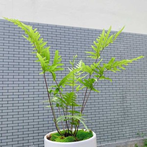 张真程龙abcdefghij淘宝半边莲500g新货正品中药材草药无硫熏精选