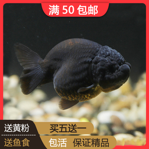 寿金鱼活体观赏鱼