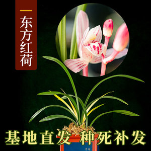 东方红兰花价格图片