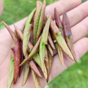 安徽新鲜荷叶嫩尖400g现采现发时令蔬菜京东快递包邮