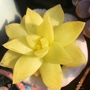 黄金凝脂菊大单头8厘米左右特价清棚处理全场满68包邮