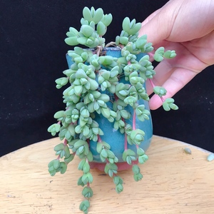 【碧玉莲群生】碧玉莲群生品牌,价格 - 阿里巴巴