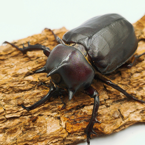 帕切克小战神兜虫独角兽宠物甲虫幼虫成虫锹形虫花金龟昆虫活体
