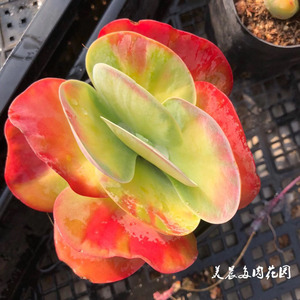 帝王绿多肉
