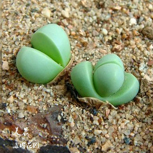 多肉植物肉锥金铃玉多肉美晨特价花卉绿植盆栽新手