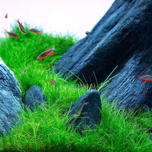 t_1512706734636_0581淘宝山崎桂 水草缸鱼缸挺水植