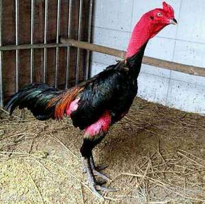 纯种越南鬼子斗鸡苗活体泰国缅甸成年打场大赛斗鸡斗鸡受精种蛋