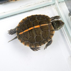 南部锦龟活体南锦乌龟活体深水龟锦龟观赏龟宠物龟东南西锦龟活体