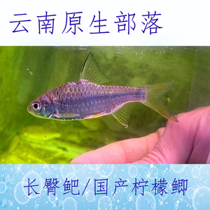 国产柠檬鲫 长臀鲃 云南原生冷水不加温溪流鱼