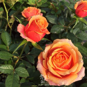 老花痴 永远的喀麦隆 中苗月季花苗绿植花卉玫瑰阳台庭院盆栽地栽