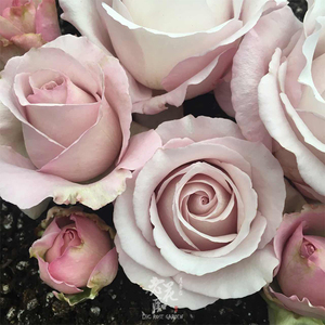 老花痴 深海狂想曲 月季花苗绿植花卉玫瑰阳台庭院盆栽地栽