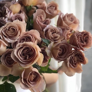 老花痴 拿铁咖啡 新品复古咖啡色抗病耐热绿植花卉盆栽月季阳台