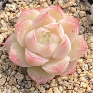 潘多拉女王玫瑰 一物一拍 港湾多肉园地