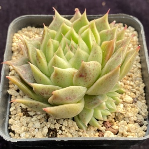 ak玛利亚 小群生 一物一拍 六9港湾多肉园地