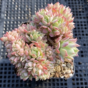 蓝安娜火焰杯缀化 一物一拍h86 港湾多肉园地 多肉植物