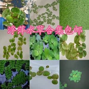 水芙蓉植物水浮莲