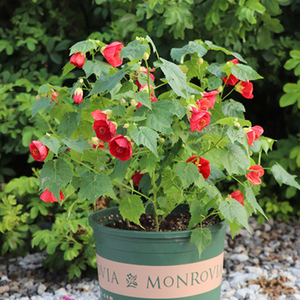 新品悬铃花日本风铃花金铃花灯笼花易爆盆耐寒四季盆栽花卉