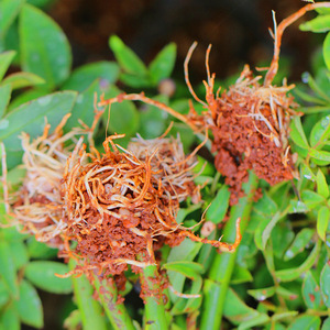 大马士革玫瑰扦插