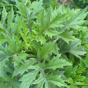 菊三七种苗 旱三七狗头三七 菊叶三七 三七草 三七王旱山芩带根苗