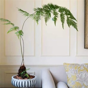 00虎虎兰艺淘宝室内网红植物 富贵蕨乌毛蕨盆景办公桌面喜阴蕨类