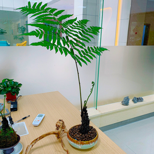 绿植盆栽室内客厅桌面苔藓球趣味美观水培蕨类乌毛蕨盆景4人付款13