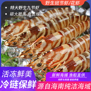 超大野生竹节虾斑节虾九节虾鲜活速冻深海捕捞海虾花虾顺丰包邮