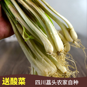 四川带叶新鲜藠头荞头教头茭头产地直销当季蔬菜野葱头食用农产品