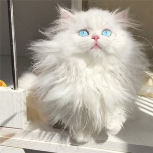 纯白布偶猫
