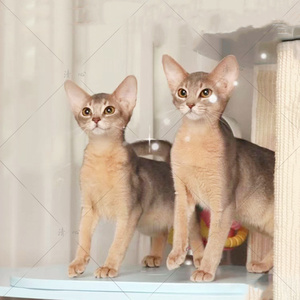 纯种阿比西尼亚猫幼崽宠物猫活体小鹿色埃及法老索马里短毛猫猫舍