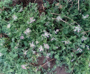 全新野生紫花地丁鸡丁棵中药材野生地丁苦地丁堇菜犁头草地丁草