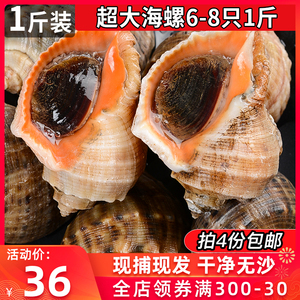 海螺鲜活青岛特产现捕花螺超大海螺新鲜水产田螺海捕6-8只/斤海螺