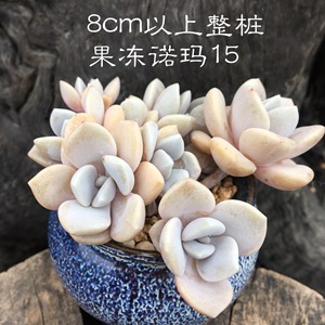 木早早 多肉植物三色果冻叶展8以上群生诺玛彩色诺玛室内多肉盆栽