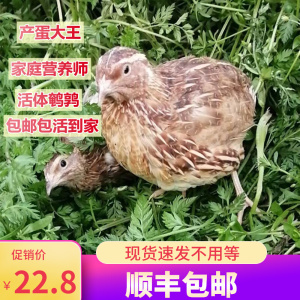种竹鸡