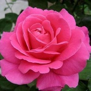 正宗品种大花月季苗盆栽 月季花苗 粉扇 浓香型 健康易成活