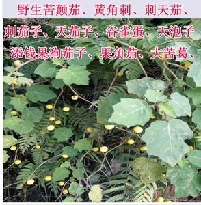 粤北野生苦颠茄,黄角刺,刺天茄,刺茄子,天茄子,谷雀蛋苦天茄