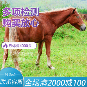 出售汗血马活马纯血马马驹半血马活体温血马真马骑乘马活体马匹