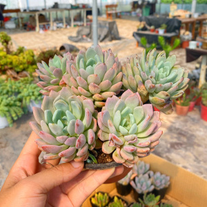 花巷多肉园艺大棚 红卷叶大老桩普货好养造型老桩控养桩一物一拍