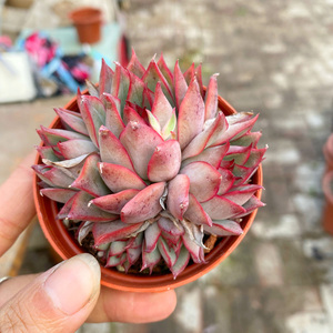 花巷多肉园艺大棚 宝莲灯新品种群生小贵货老桩一物一拍