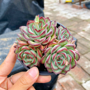 花巷多肉园艺大棚 墨西哥灵影红边灵隐群生老桩好养一物一拍